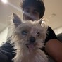 Chance Hurstfield in
General Pictures -
Uploaded by: bluefox4000